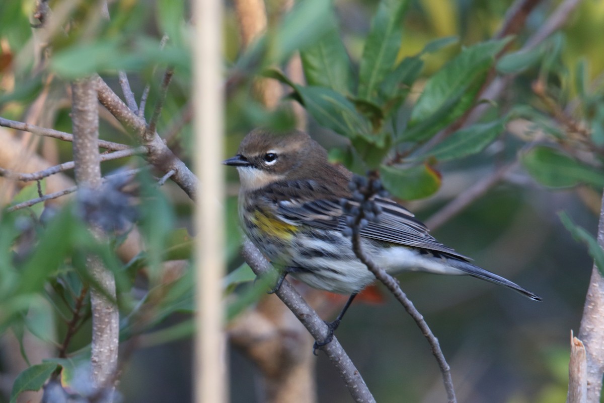 Yellow-rumped Warbler - ML643770566