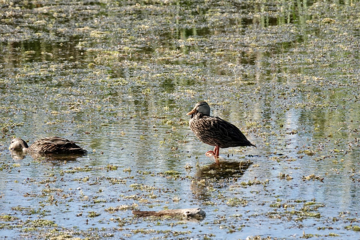 Canard brun - ML643770589