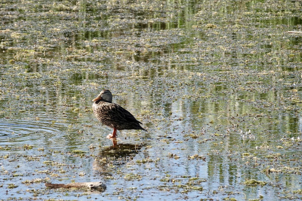 Canard brun - ML643770590