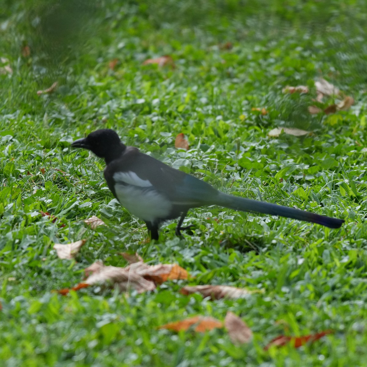 Eurasian Magpie - ML643770616