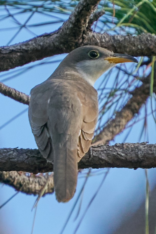 Yellow-billed Cuckoo - ML643770617