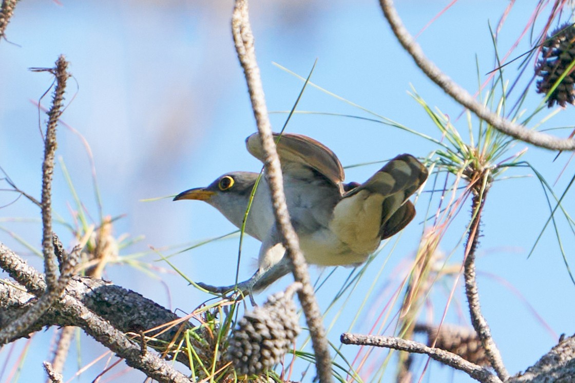 Yellow-billed Cuckoo - ML643770618