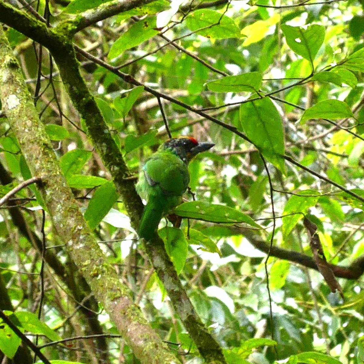 Желтогорлый бородастик - ML643770642