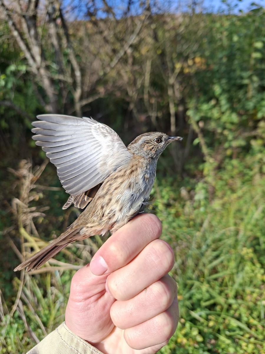 Dunnock - ML643770663