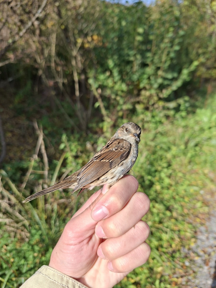 Dunnock - ML643770664