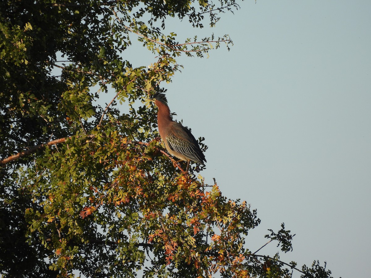 Green Heron - ML643770683