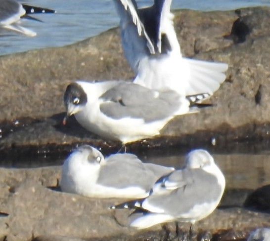 Franklin's Gull - ML643770684