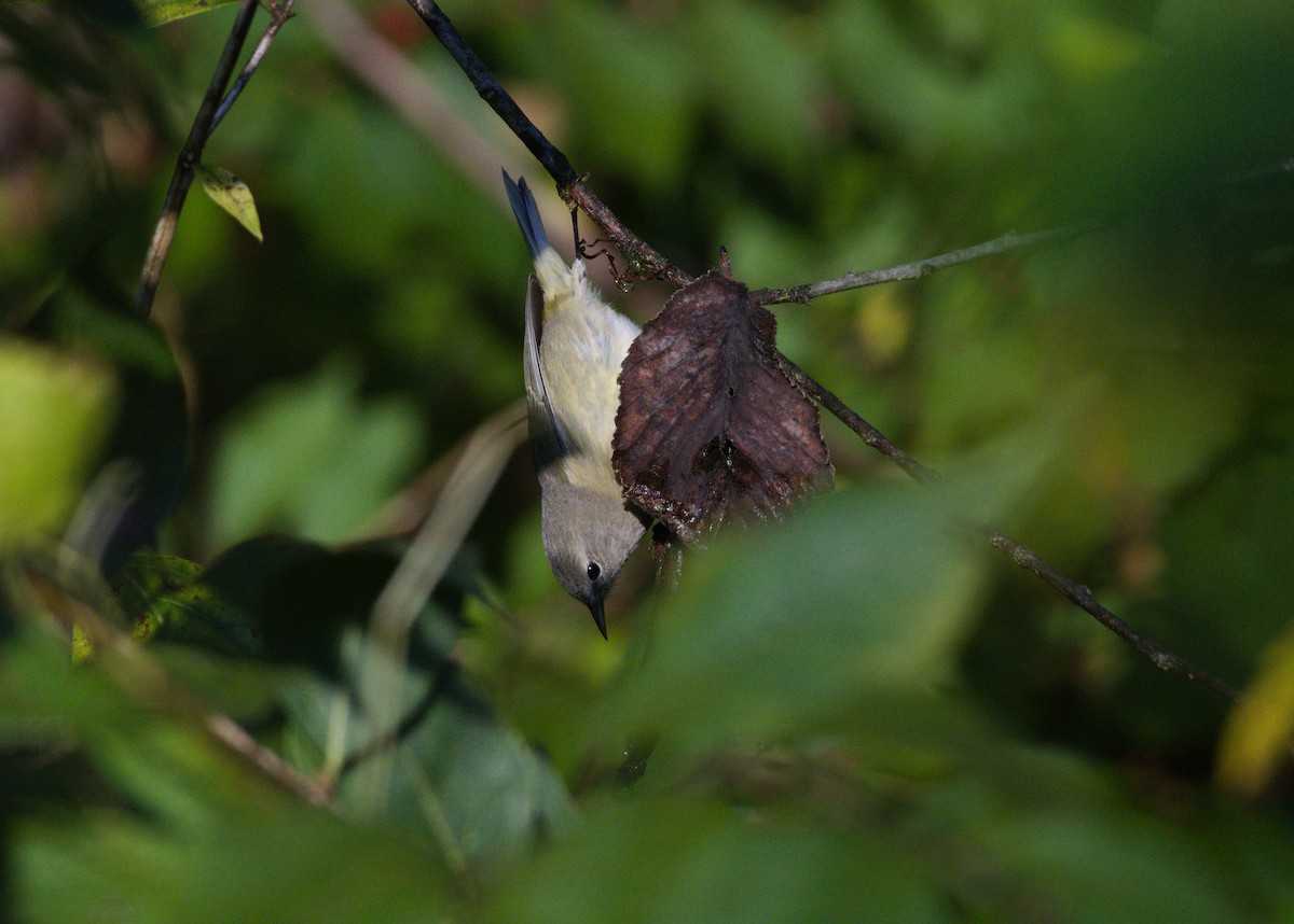 Orange-crowned Warbler - ML643770686