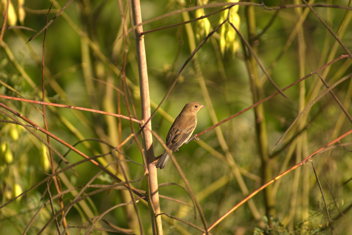Indigo Bunting - ML643770697