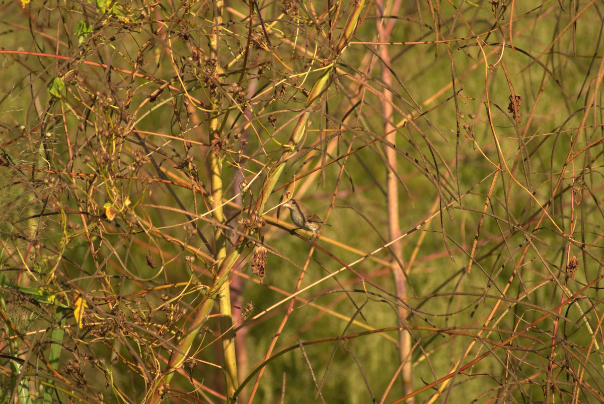 Indigo Bunting - ML643770698