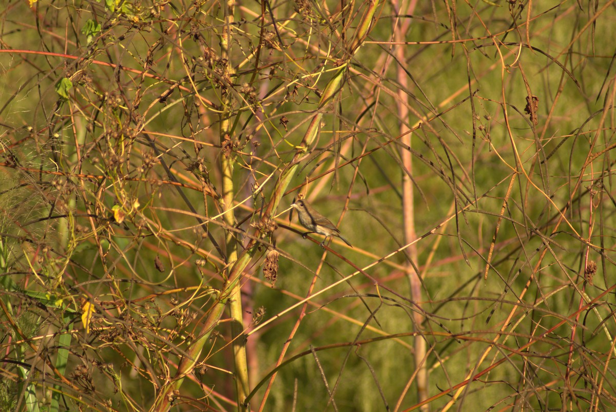 Indigo Bunting - ML643770699