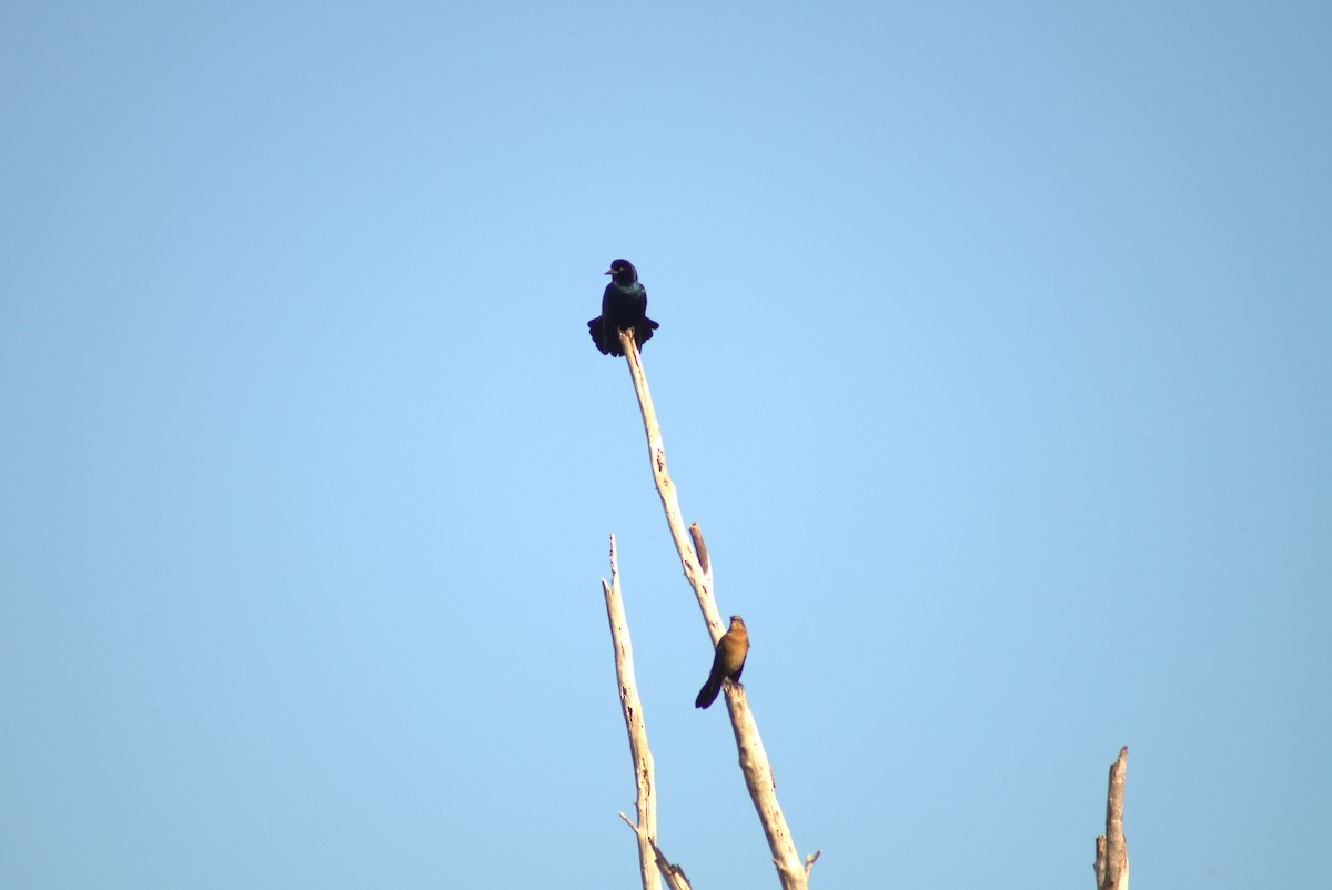 Boat-tailed Grackle - ML643770707
