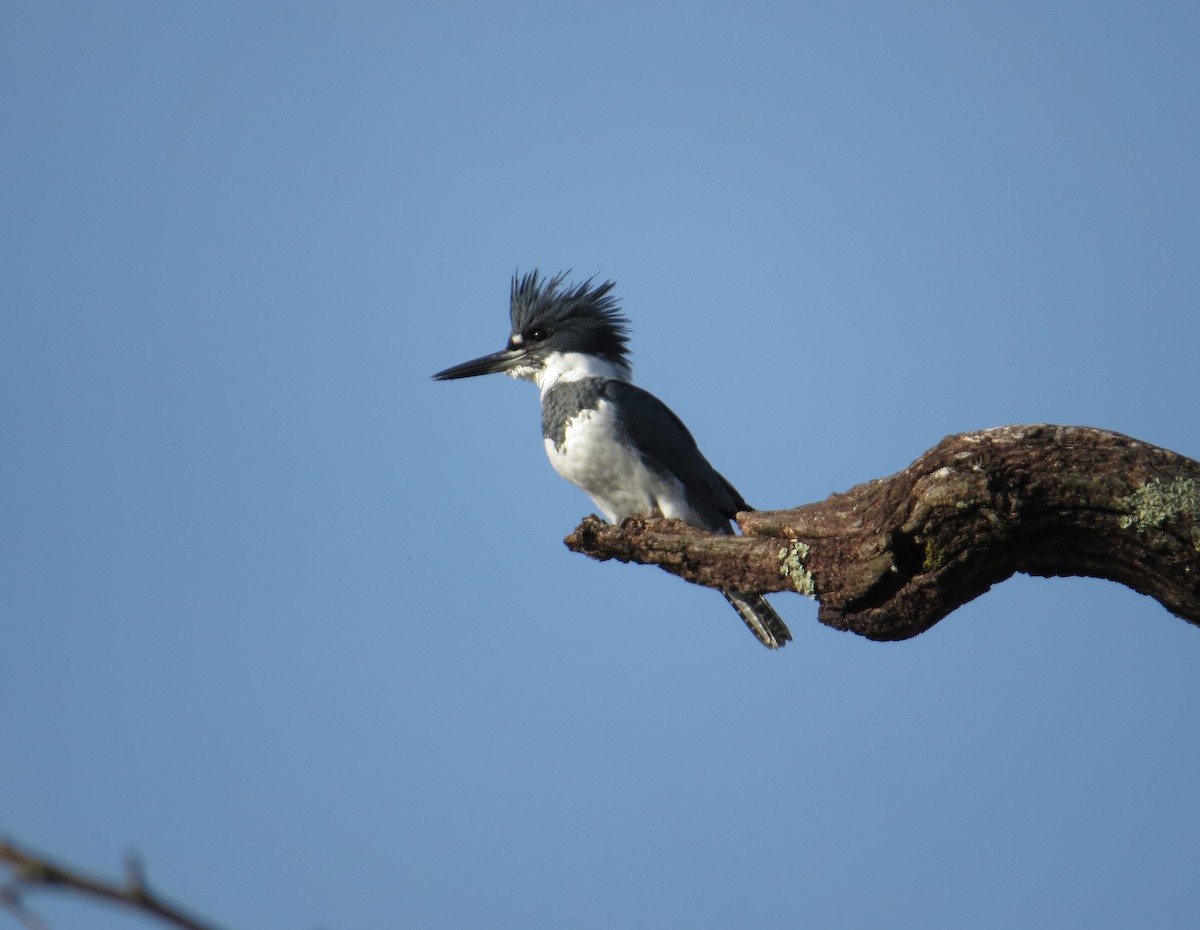 Belted Kingfisher - ML643770710