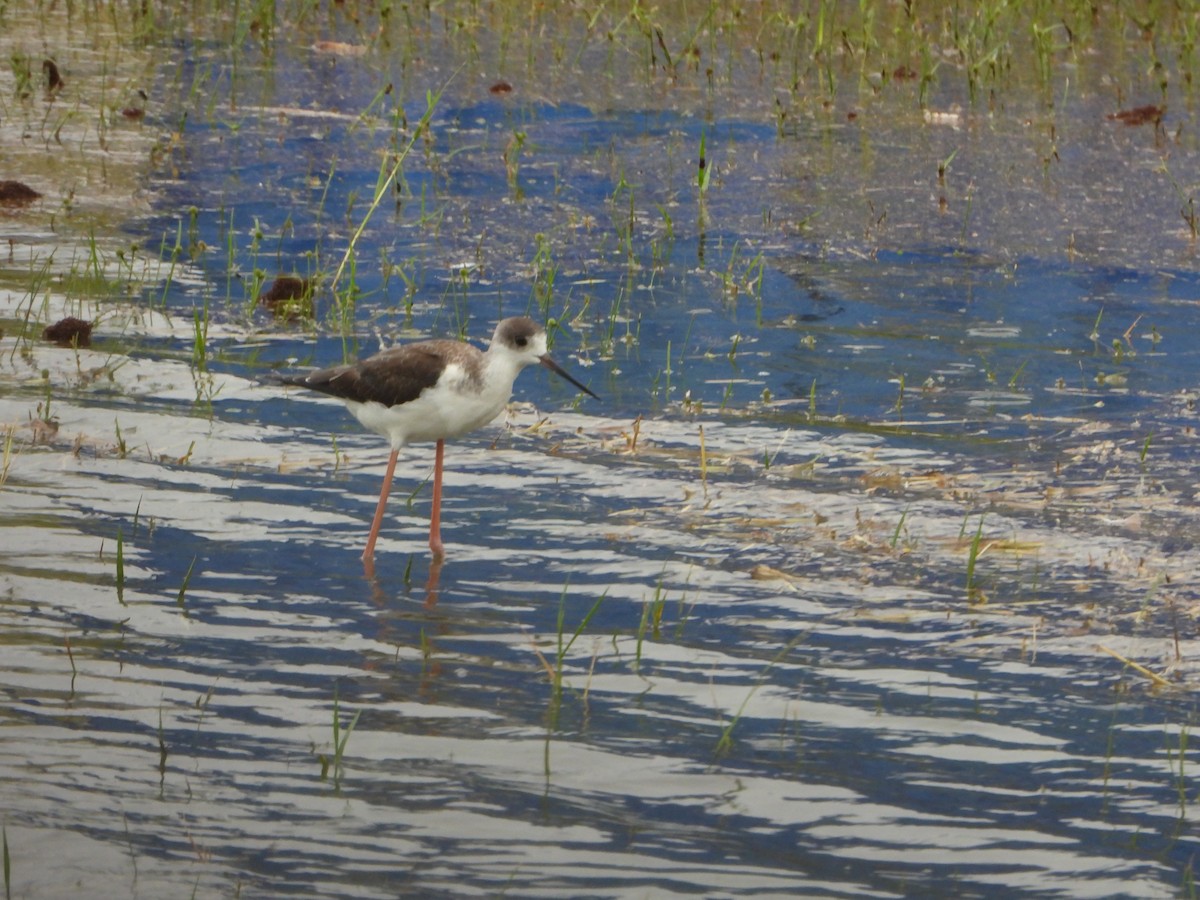 Black-winged Stilt - ML643770715