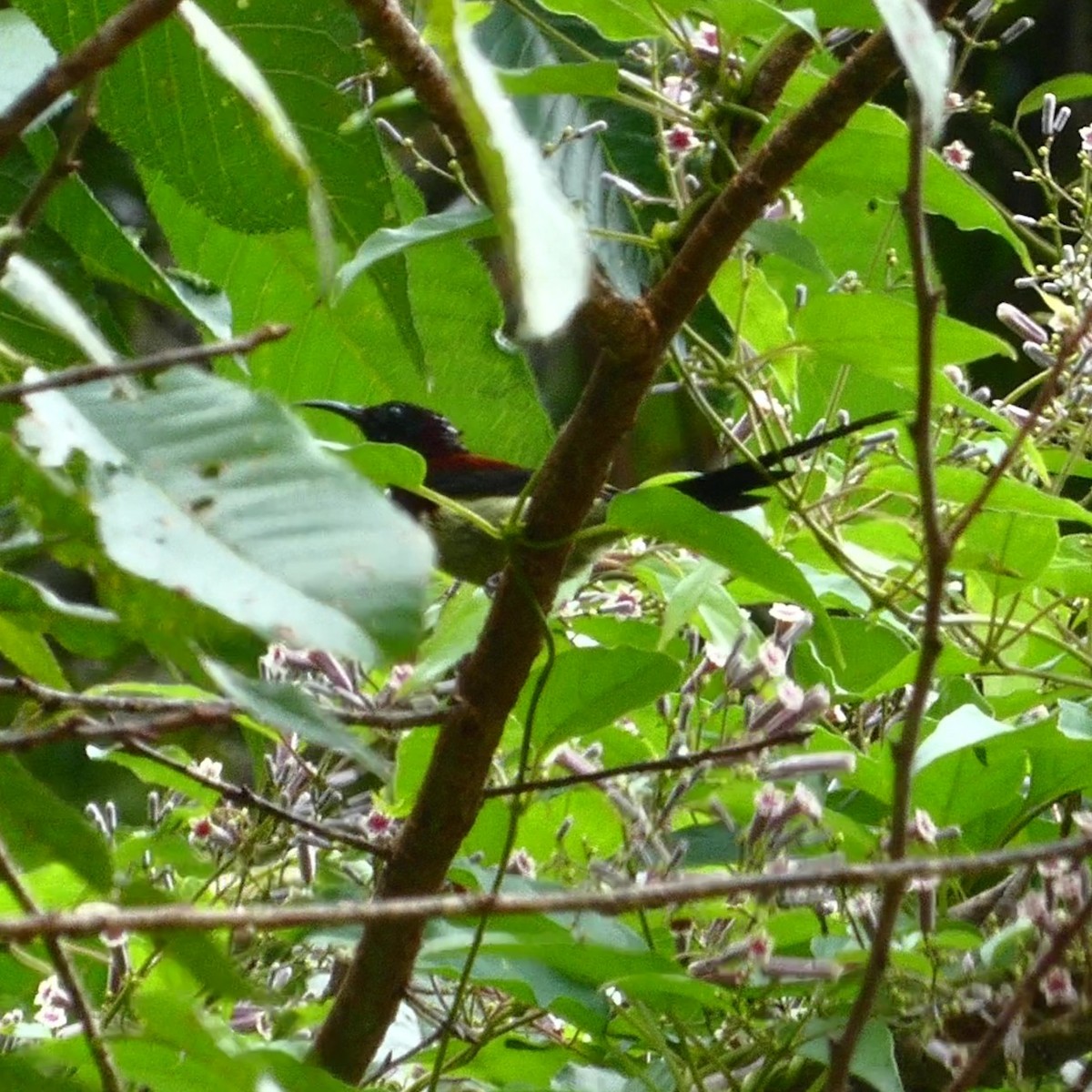 Kara Gerdanlı Nektarkuşu - ML643770717