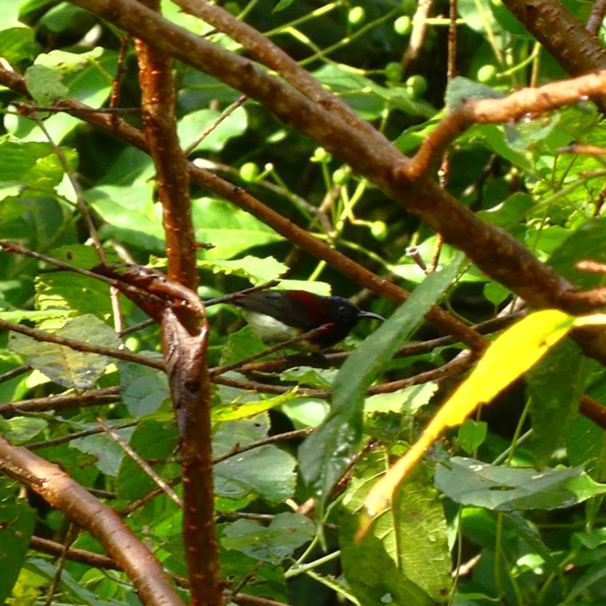 Kara Gerdanlı Nektarkuşu - ML643770718