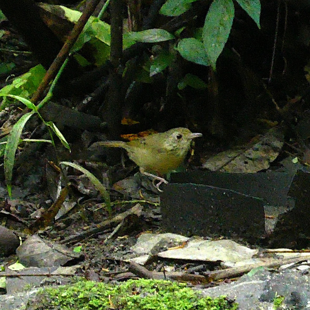 Buff-breasted Babbler - ML643770726