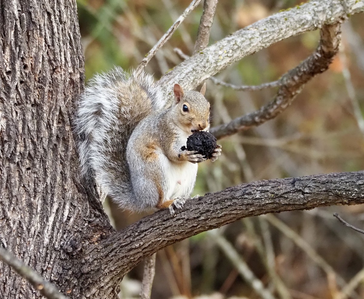 Eastern Gray Squirrel - ML643770728