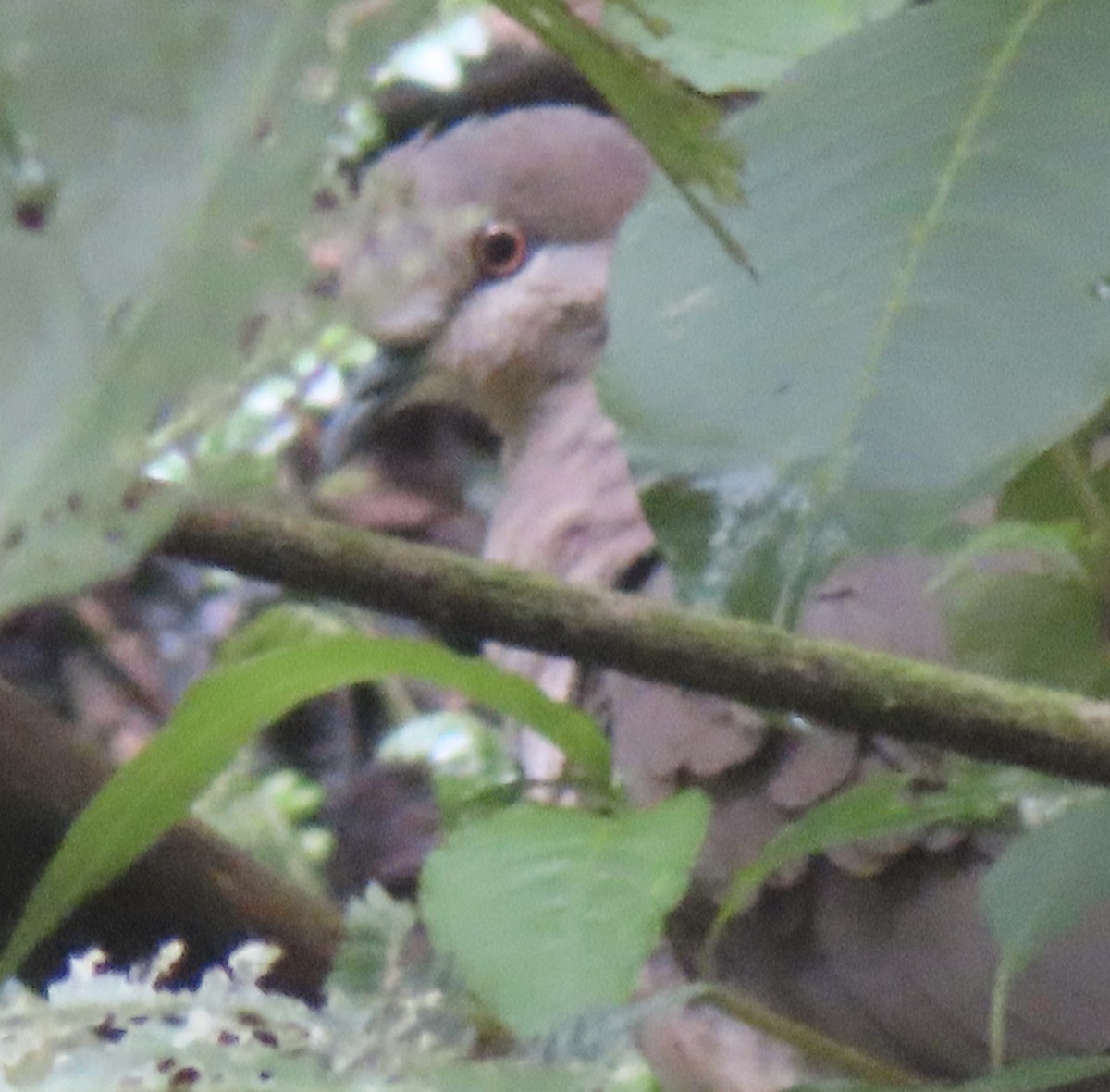 White-tipped Dove (brasiliensis Group) - ML643770743