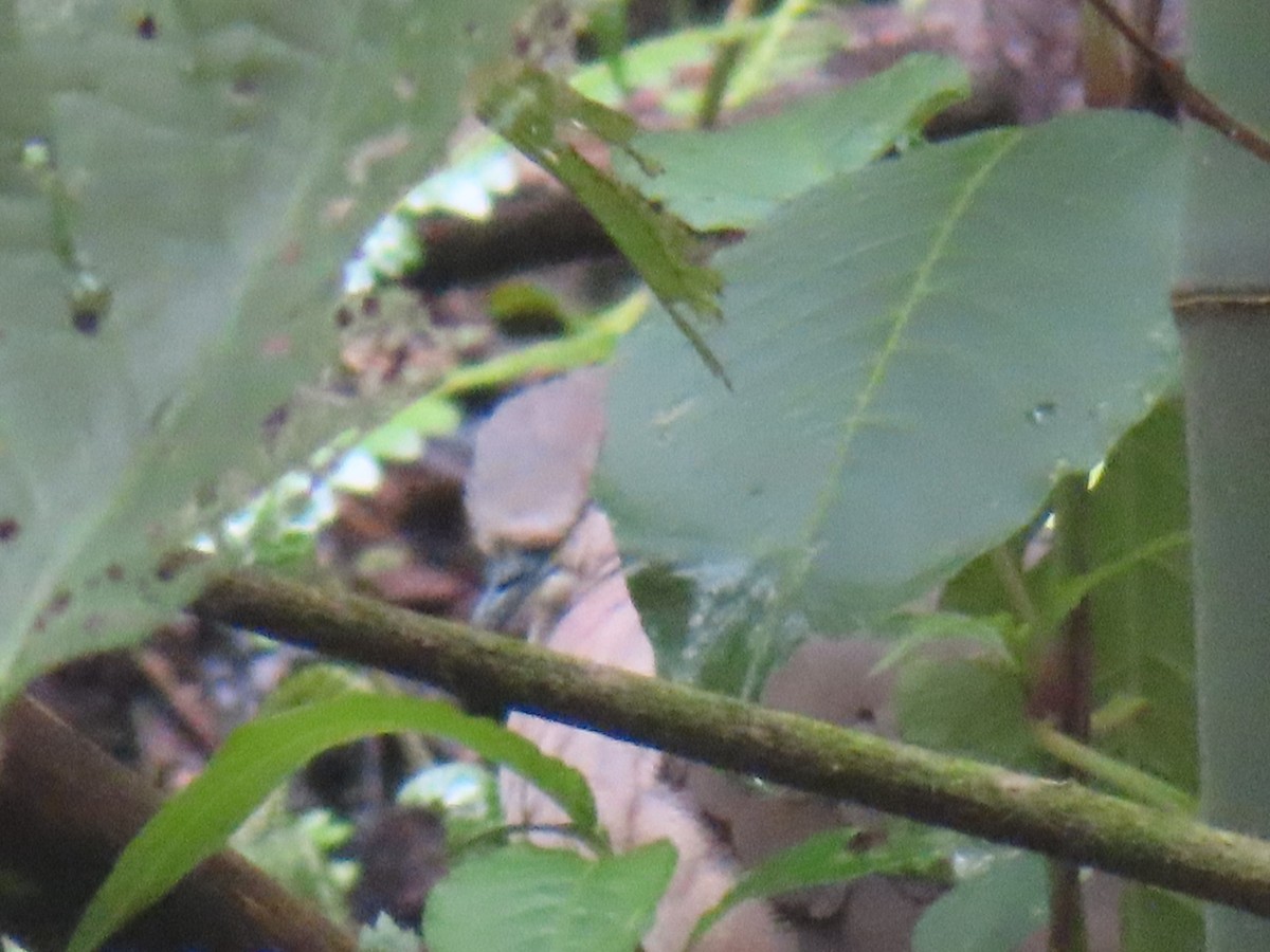 White-tipped Dove (brasiliensis Group) - ML643770744
