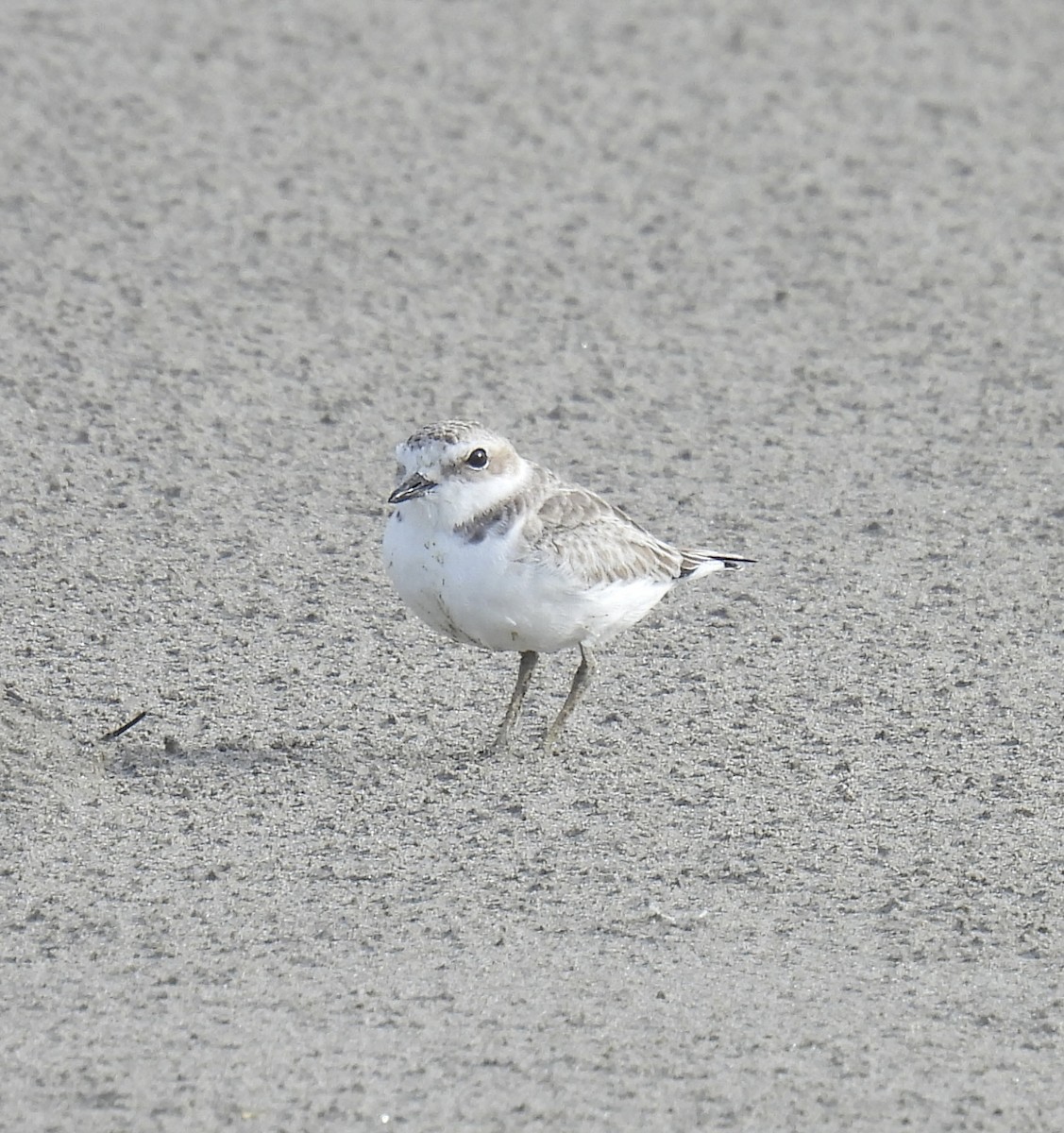 Snowy Plover - ML643770750