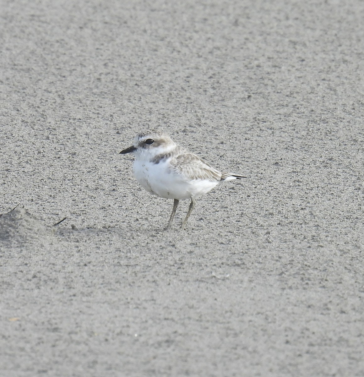 Snowy Plover - ML643770751