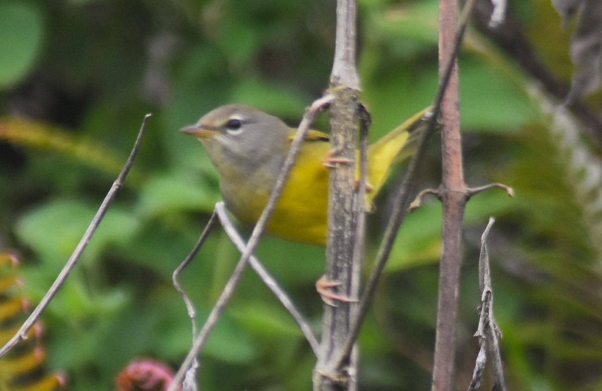 kjerrparula - ML643770757