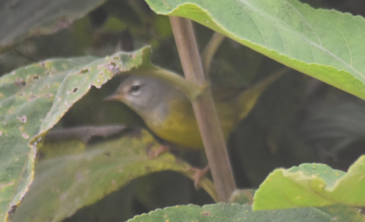kjerrparula - ML643770758