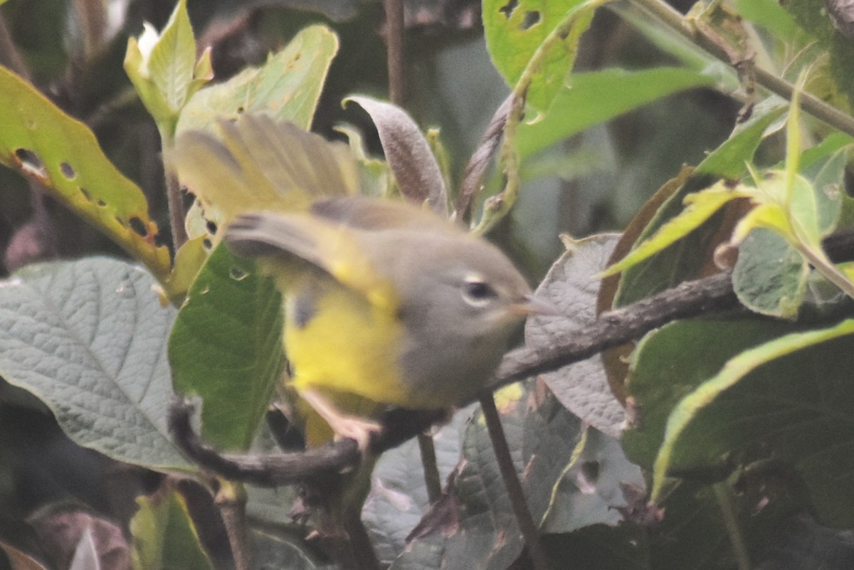 kjerrparula - ML643770761