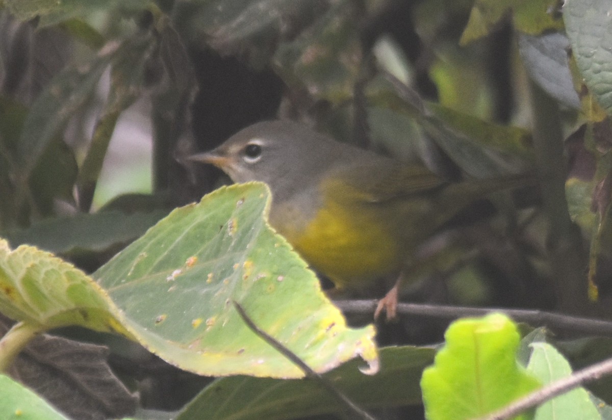 kjerrparula - ML643770762