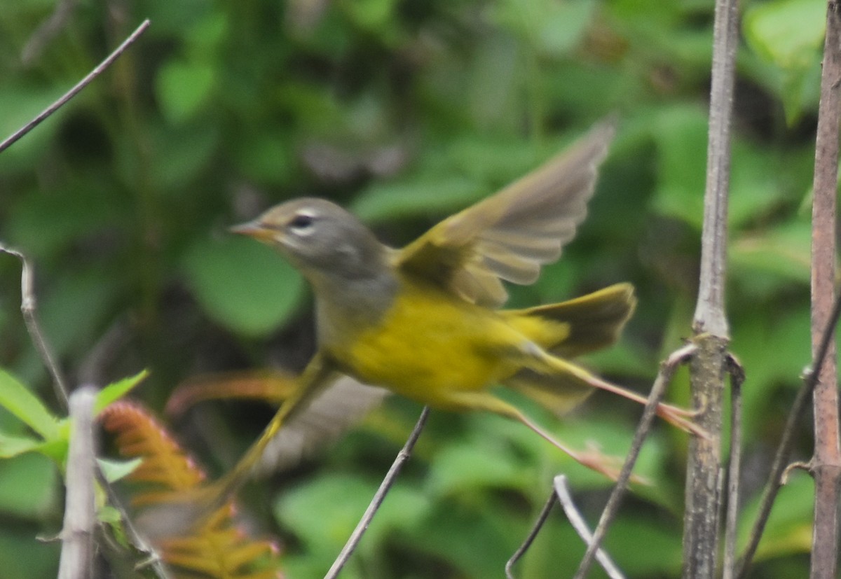 kjerrparula - ML643770763