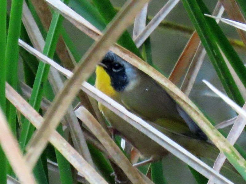 Common Yellowthroat - ML643770772