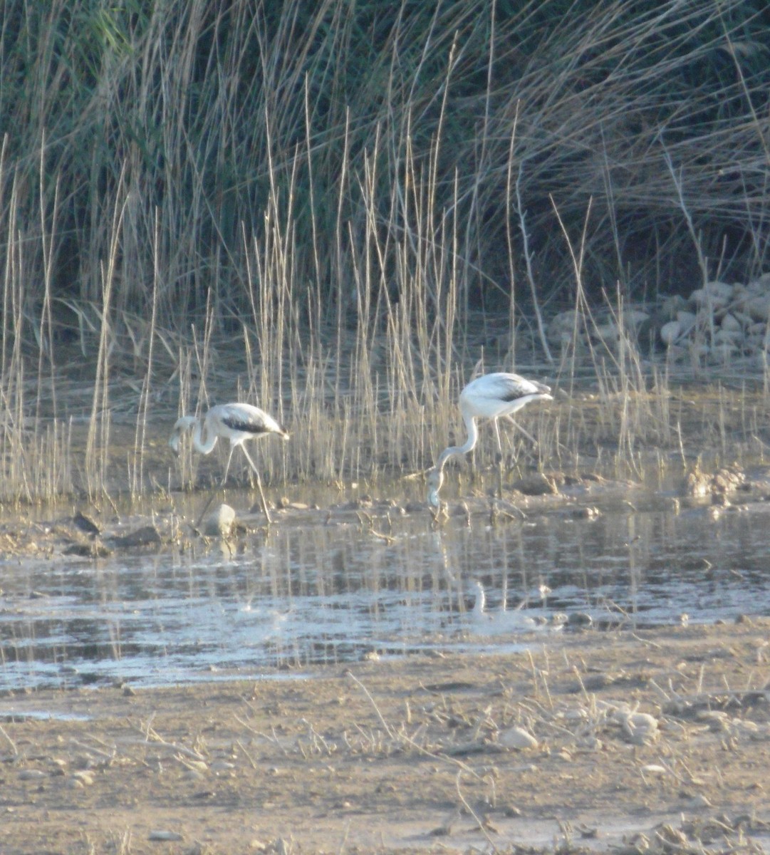 Ягаан нал - ML643770776