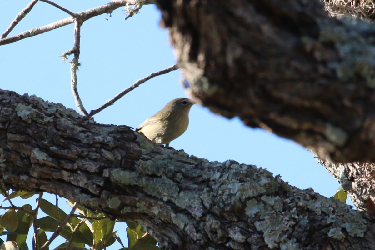 Common Yellowthroat - ML643770786