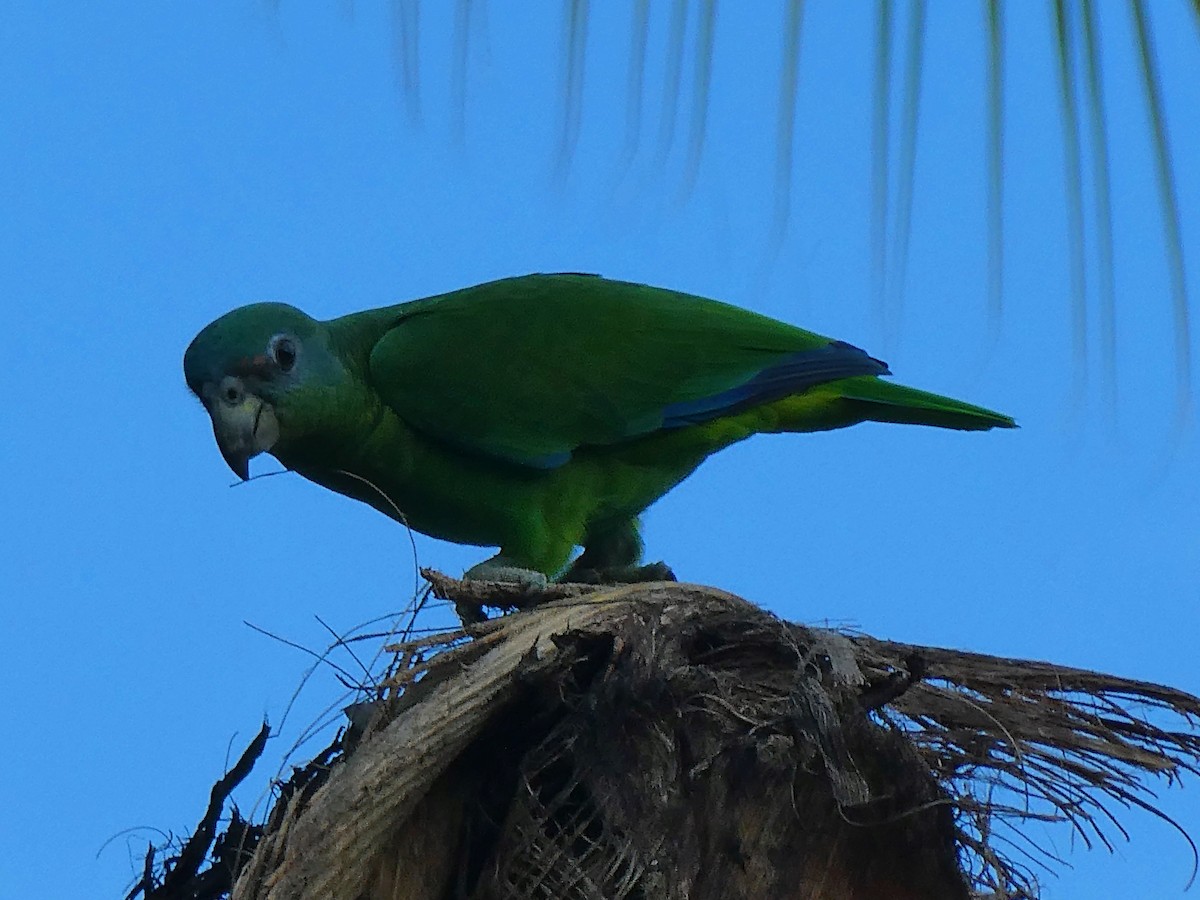 Rotspiegelamazone - ML643770794