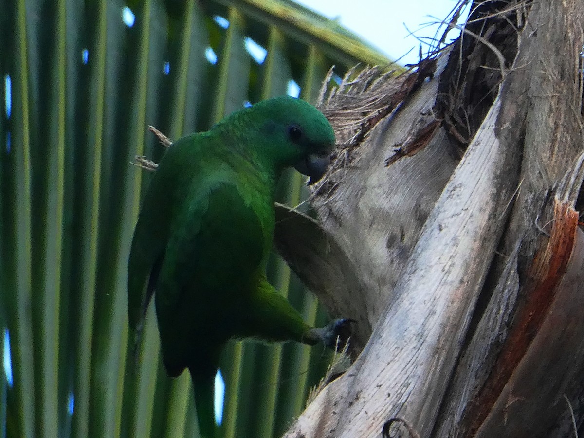 Rotspiegelamazone - ML643770795