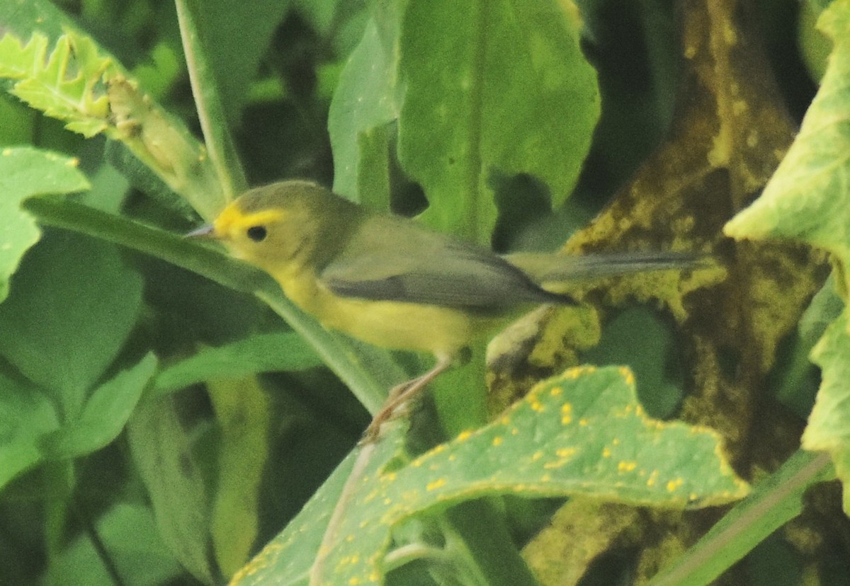 Wilson's Warbler - ML643770798