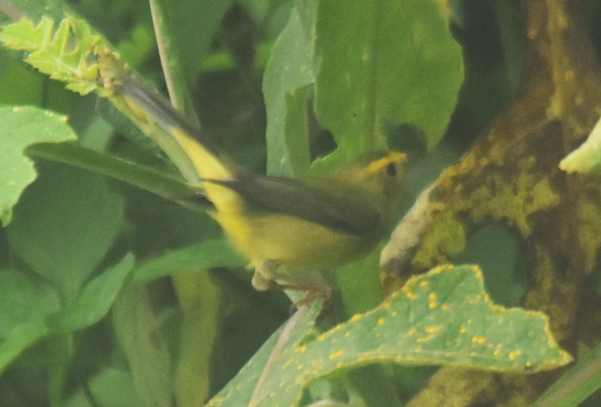 Wilson's Warbler - ML643770799