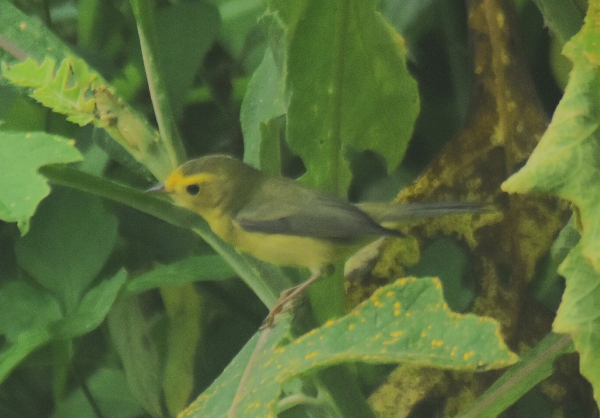Wilson's Warbler - ML643770800