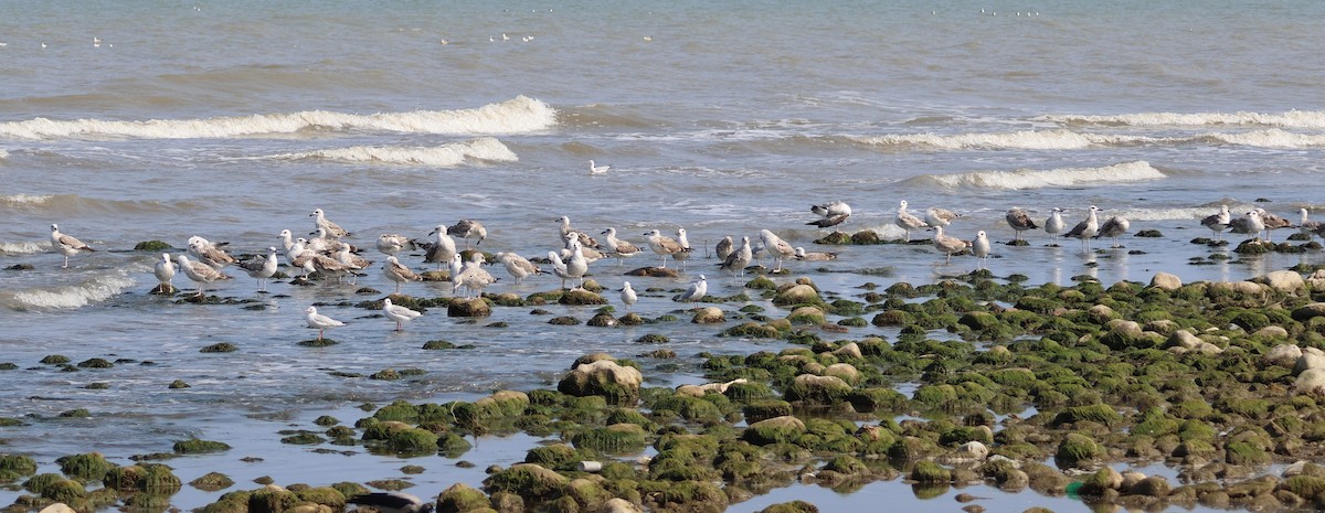 Caspian Gull - ML643770807