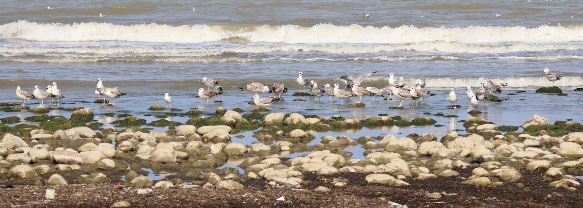 Caspian Gull - ML643770808