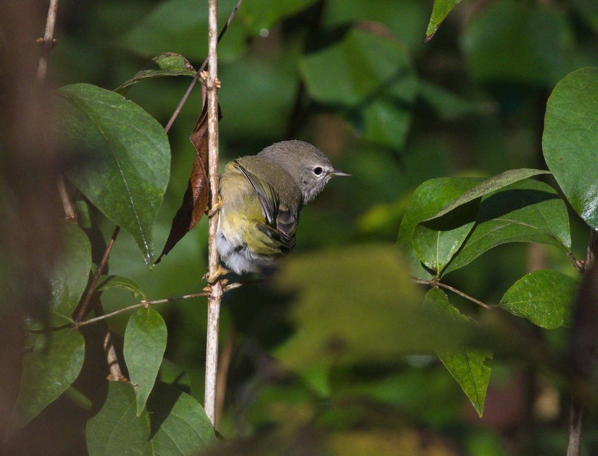 Orange-crowned Warbler - ML643770811