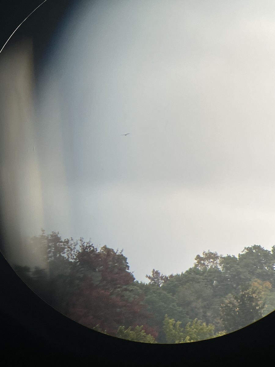 Bald Eagle - ML643770814