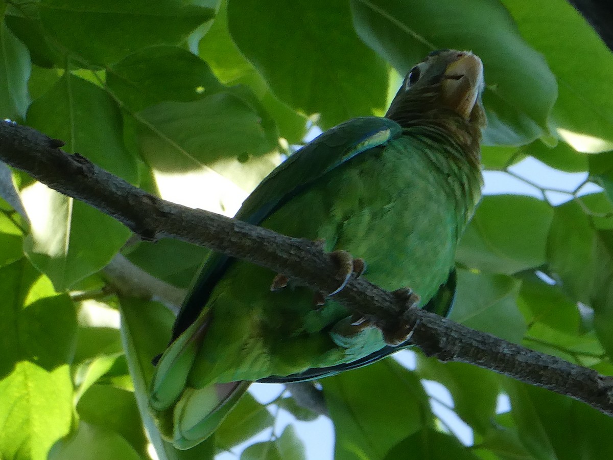Yellow-billed Amazon - ML643770816