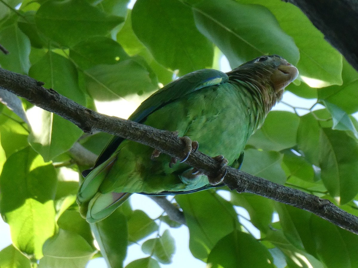 Yellow-billed Amazon - ML643770817