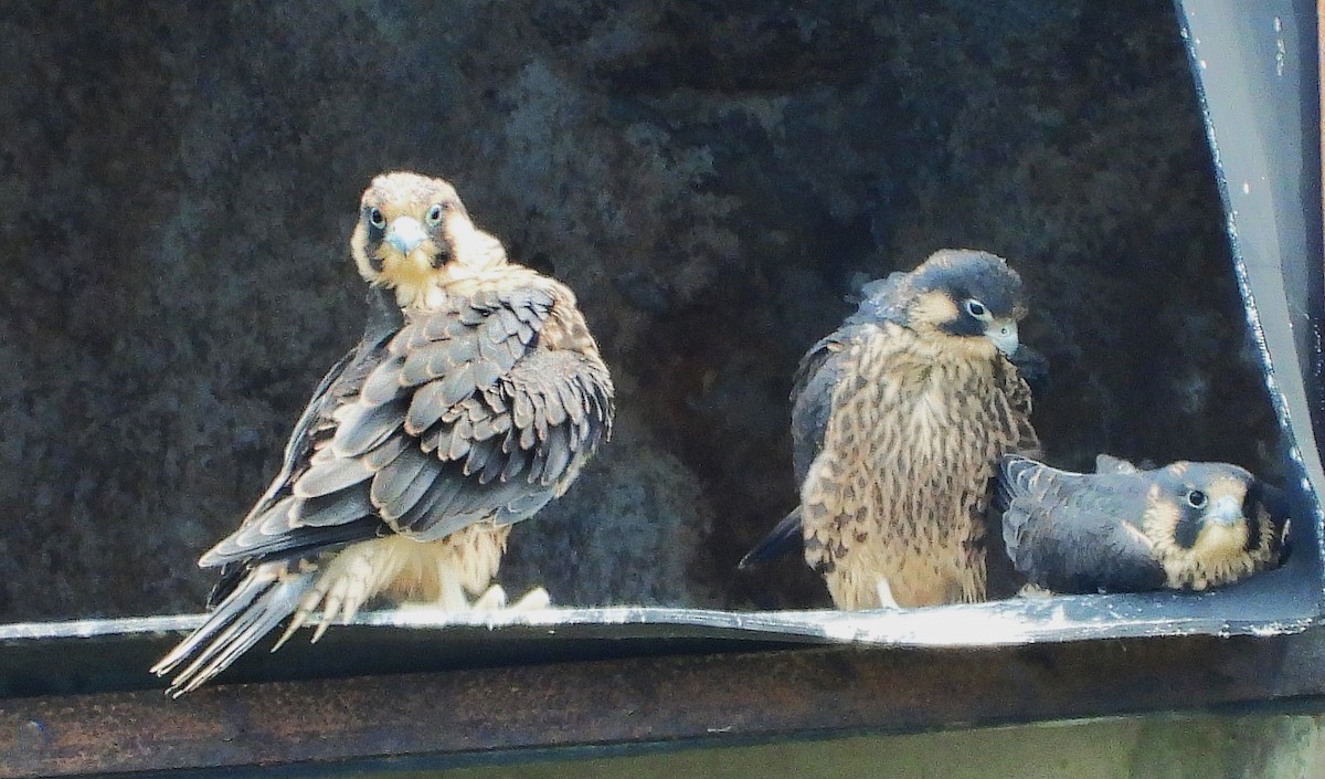Peregrine Falcon - ML643770819