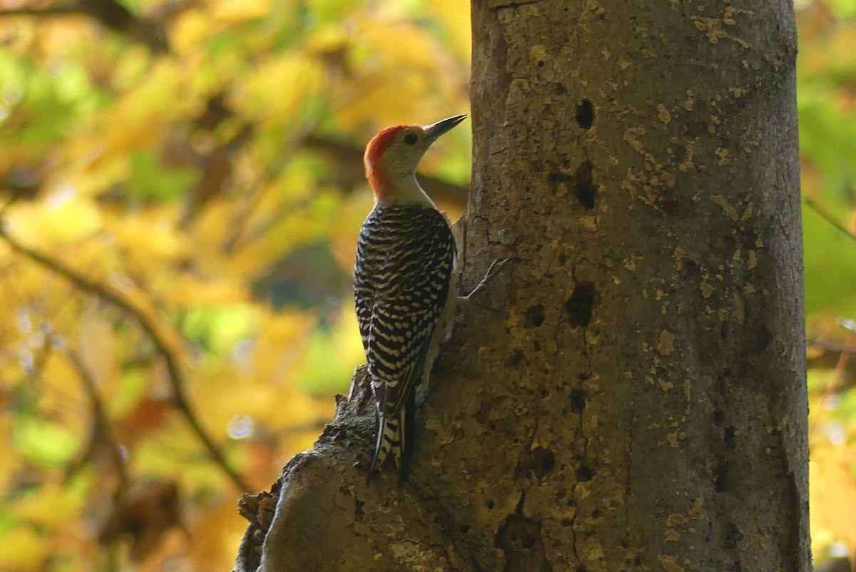 Red-bellied Woodpecker - ML643770820