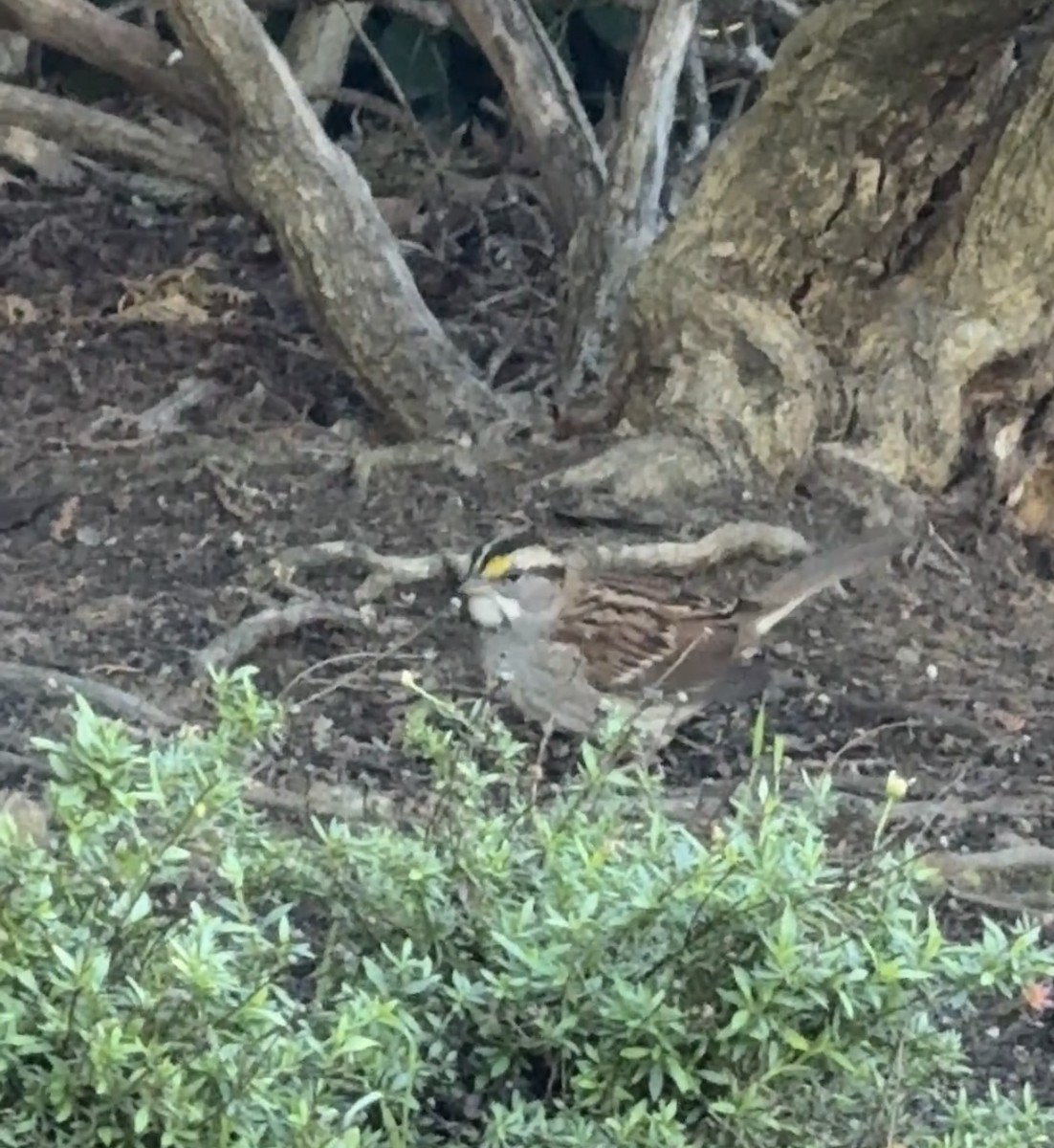 White-throated Sparrow - ML643770821