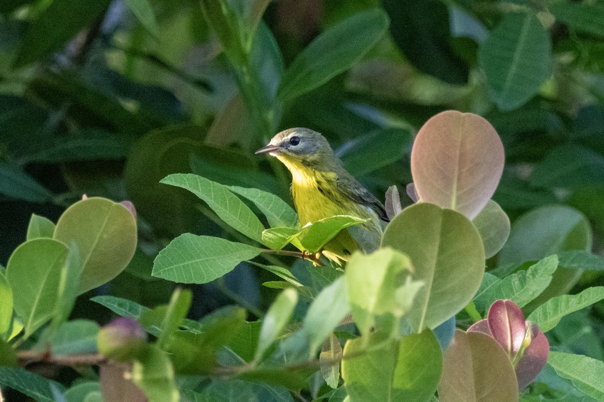 Prairie Warbler - ML643770823