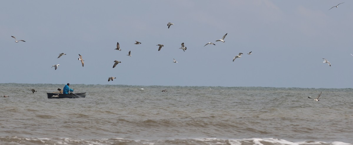 Lesser Black-backed Gull - ML643770826